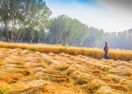 خشکسالی امسال تولید گندم را ۲۰ درصد کاهش خواهد داد