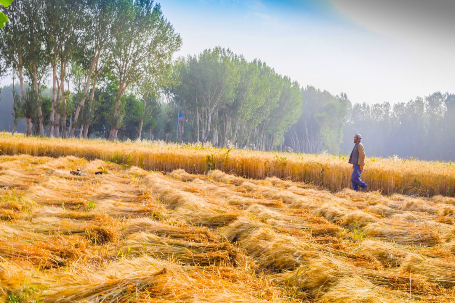 افزایش محصولات زراعتی در افغانستان؛ مدارا کردن دولت و نگرانی کشاورزان