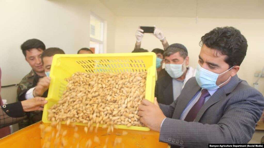 قیمت بادام در بلخ ۲۰ درصد و صادرات آن ۴۰ درصد کاهش یافته‌است