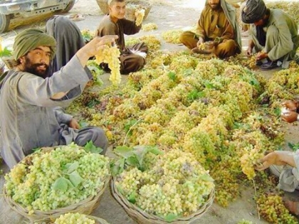 افزایش حاصل انگور در فاریاب و انار در هلمند