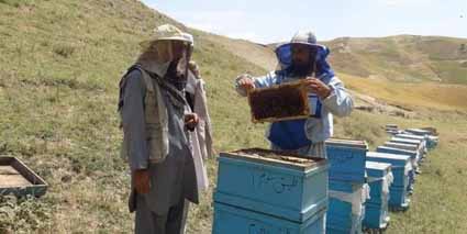 به ۳۰۰ کارخانه‌دار زنبور عسل در ننگرهار کمک شد