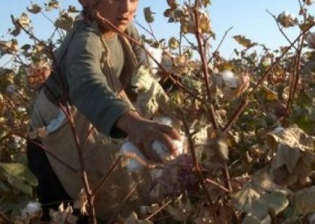 سال گذشته در افغانستان بیش از ۷۴ هزار متریک تُن پنبه تولید شده است