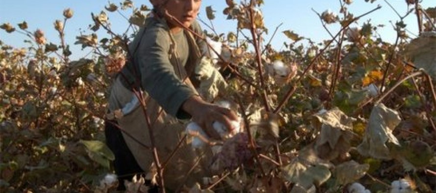 سال گذشته در افغانستان بیش از ۷۴ هزار متریک تُن پنبه تولید شده است