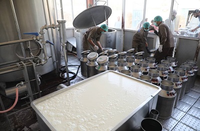 ۳۵ فارم گاوداری در بلخ، روزانه سی‌هزار لیتر شیر تولید می‌کند