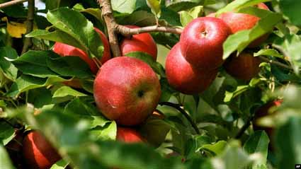 افزایش احتمالی ۳۳ درصدی حاصلات سیب