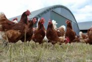 بیش از نیمی از تخم مرغ مورد نیاز بازار افغانستان از فارم‌های داخلی تأمین می‌شود