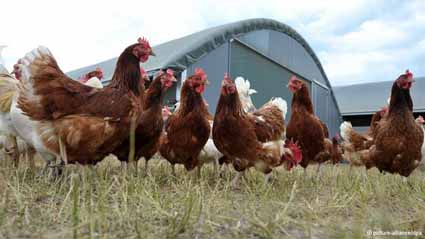 تولیدات فارم‌های مرغ‌داری در سمنگان افزایش یافته‌است