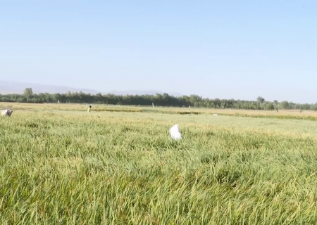 برداشت بیش از 60000 تن برنج در هرات