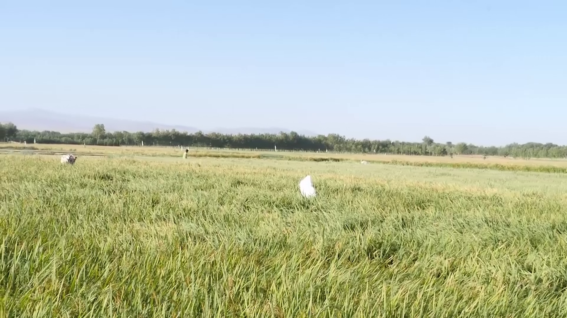 برداشت بیش از 60000 تن برنج در هرات