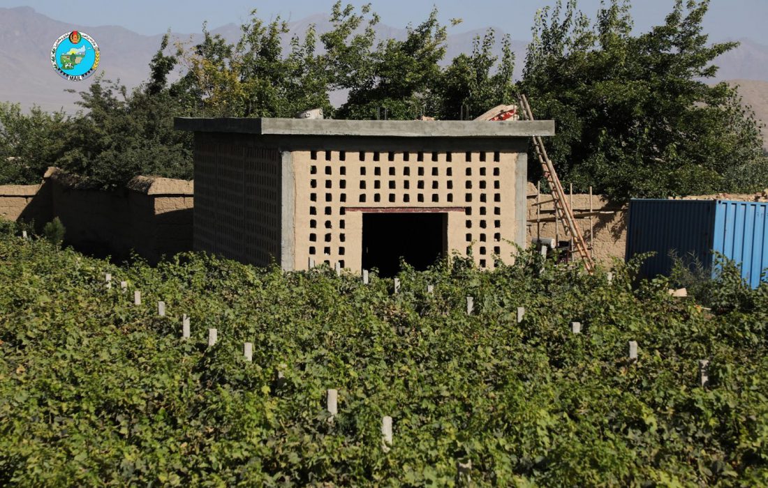 ۱۷۹ کشمش‌خانه‌ی جدید در کابل هزاران تن انگور را به کشمش بدل می‌کند