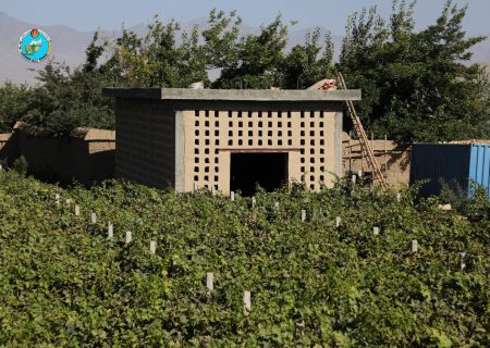 ۱۷۹ کشمش‌خانه‌ی جدید در کابل هزاران تن انگور را به کشمش بدل می‌کند