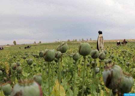 کشت کوکنار در جنوب افغانستان کاهش چشم‌گیر داشته است