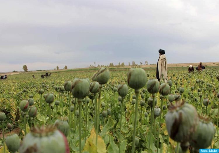تولید مواد مخدر هم‌چنان بزرگ‌ترین فعالیت اقتصادی غیرقانونی در افغانستان است