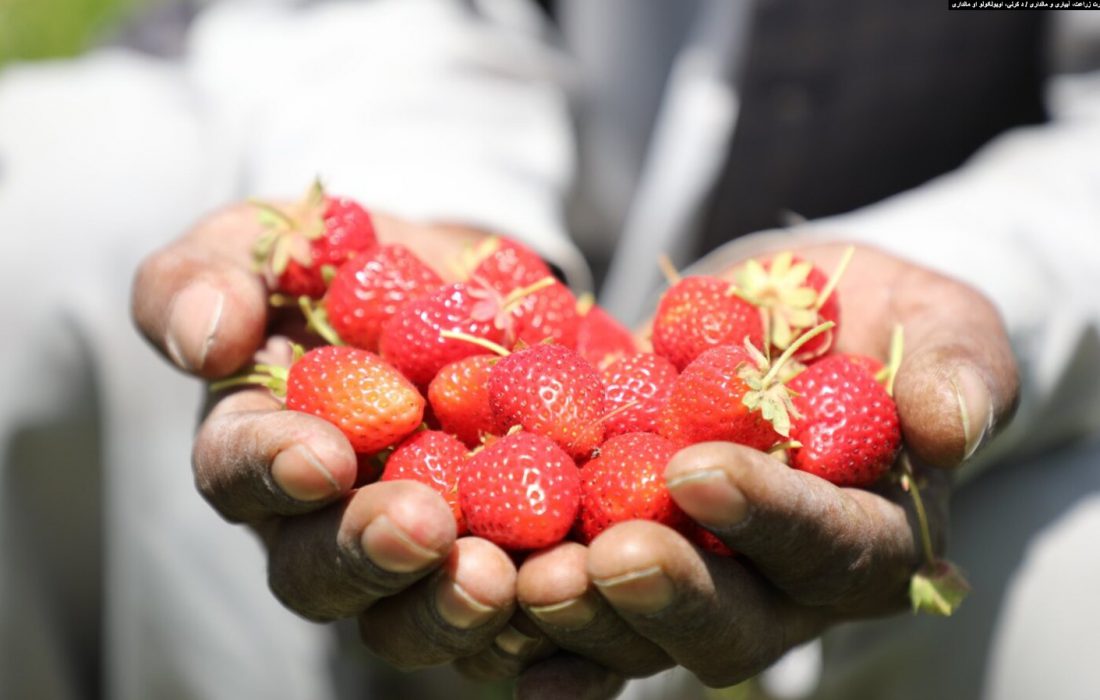 ۲۹۹ متریک تُن توت زمینی سال گذشته در کشور برداشت شد