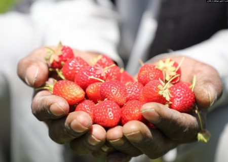 ۲۹۹ متریک تُن توت زمینی سال گذشته در کشور برداشت شد