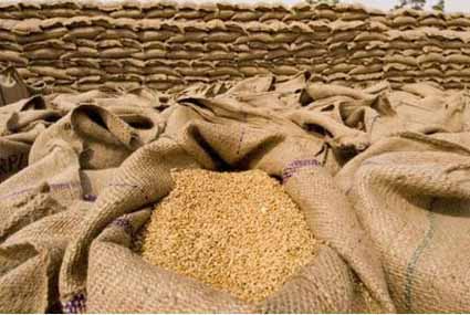 سازمان خوراک و کشاورزی به کشاورزان افغان گندم اصلاح شده می‌دهد