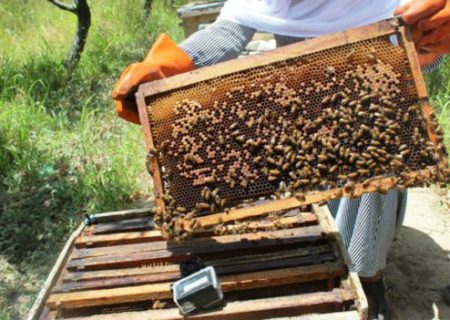 زن تجارت پیشۀ افغان که به نام ‘مادر زنبورها’ شهرت دارد