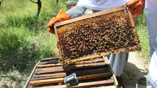 زن تجارت پیشۀ افغان که به نام ‘مادر زنبورها’ شهرت دارد