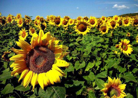 افزایش کشت گل آفتاب پرست در هرات