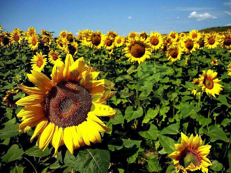 افزایش کشت گل آفتاب پرست در هرات