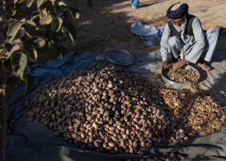 افزایش کشت خشخاش و سه‌برابر شدن درآمد محصولات آن در اولین سال تسلط طالبان
