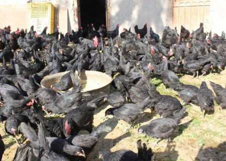 فارم‌های مرغ تخم‌گذار استرالوپ در قندهار رو به افزایش است