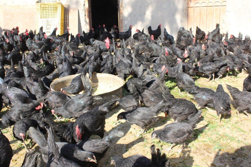 فارم‌های مرغ تخم‌گذار استرالوپ در قندهار رو به افزایش است