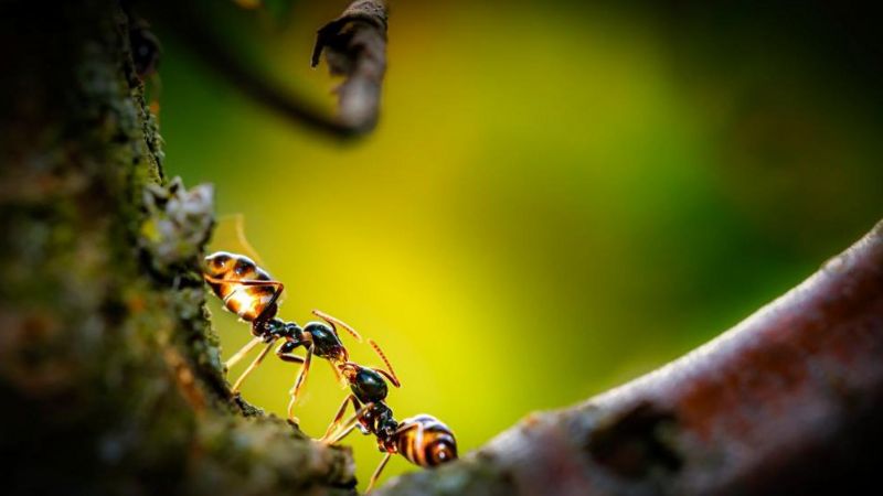 مورچه‌ها می‌توانند سلول سرطانی را تشخیص دهند