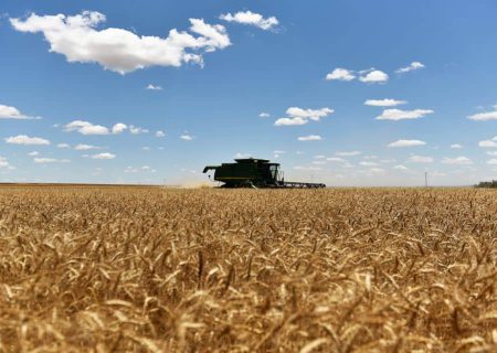افزایش ۱۳ درصدی میزان تولید گندم در کشور