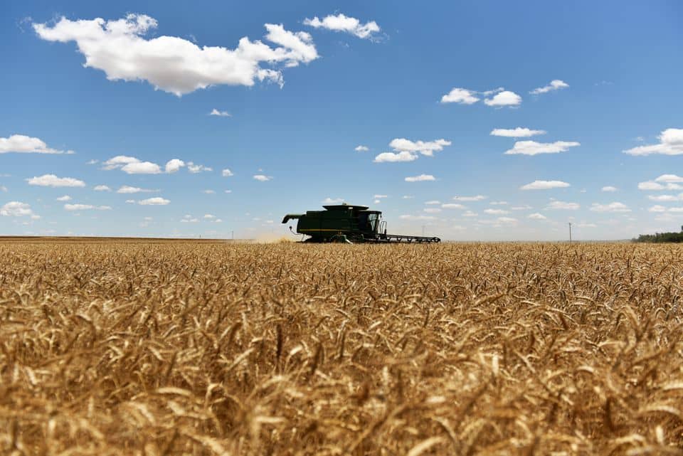 افزایش ۱۳ درصدی میزان تولید گندم در کشور