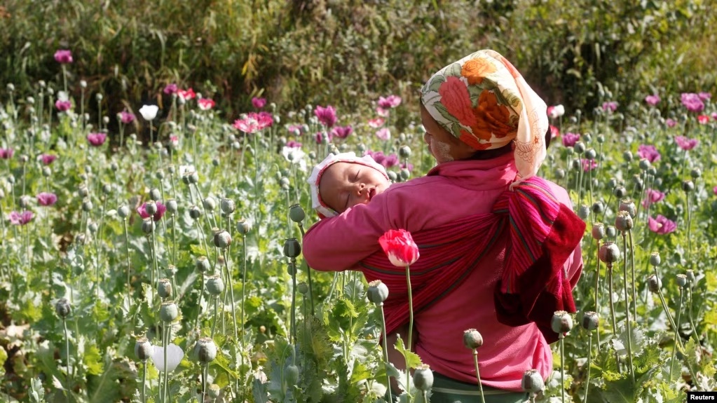 میانمار مقام نخست تولید تریاک را از افغانستان گرفت