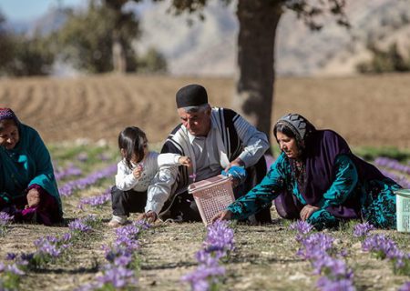 زعفران ما به افغانستان قاچاق می‌شود