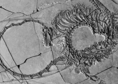 کشف فسیل ۲۴۰ میلیون ساله خزنده آبزی ملقب به «اژدها» در چین