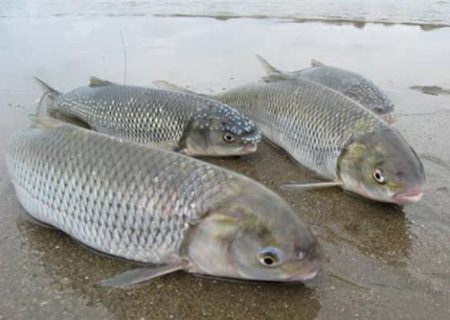 رتبه نخست ایران در تولید ماهی قزل‌آلا در جهان