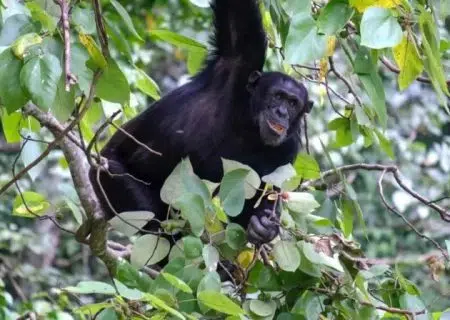 شامپانزه‌ها با گیاهان دارویی خود را درمان می‌کنند